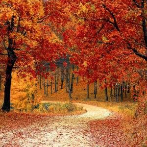 Herbstlicher Wald mit Weg